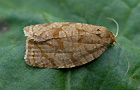 Adoxophyes orana