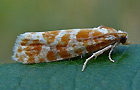 Rhyacionia pinicolana