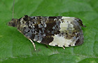 Hedya pruniana