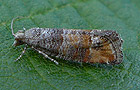 Clavigesta purdeyi