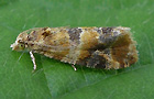 Lobesia reliquana