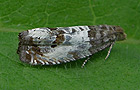 Notocelia rosaecolana