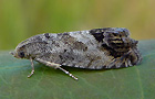 Cydia splendana