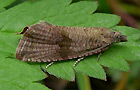 Celypha striana