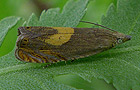 Dichrorampha vancouverana