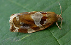 Archips xylosteana