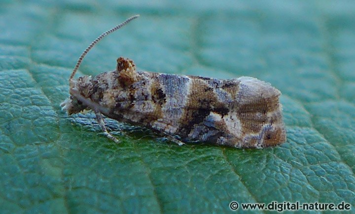 Bekreuzter Traubenwickler Lobesia botrana