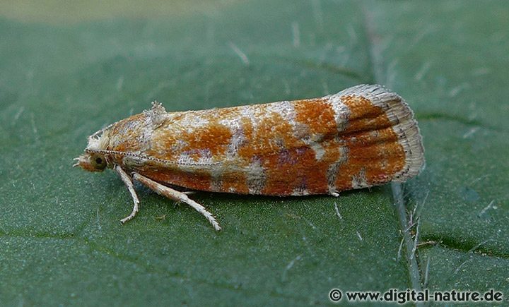 Kieferntriebwickler Rhyacionia buoliana