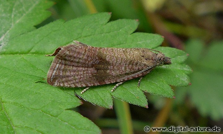 Wickler Celypha striana