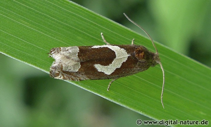 Wickler Epiblema foenella