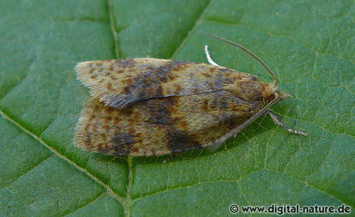 Wickler Epagoge grotiana