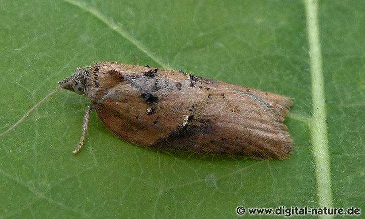 Wickler Acleris hastiana