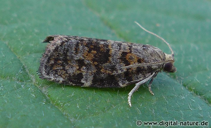 Fichtentriebwickler Dichelia histrionana