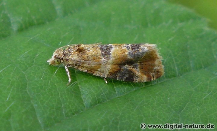 Wickler Lobesia reliquana