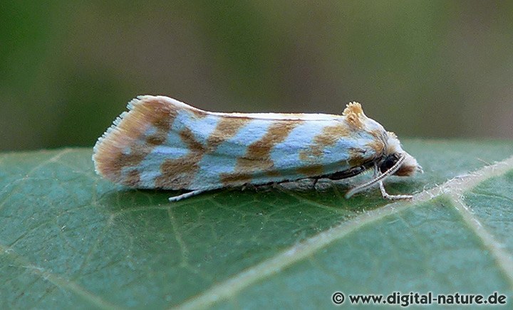 Wickler Aethes margaritana