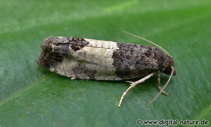 Roter Knospenwickler Spilonota ocellana