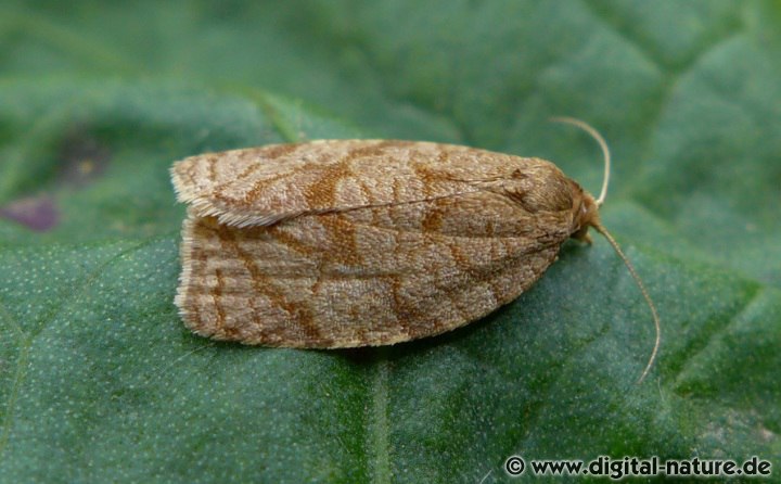Fruchtschalenwickler Adoxophyes orana