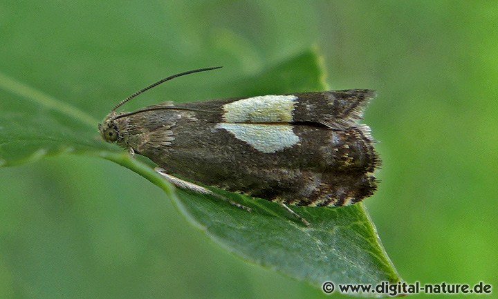 Wickler Pammene regiana