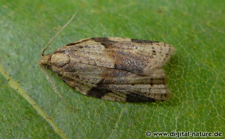 Geflammter Rebenwickler Clepsis spectrana