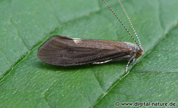 Köcherfliege Ceraclea albimacula