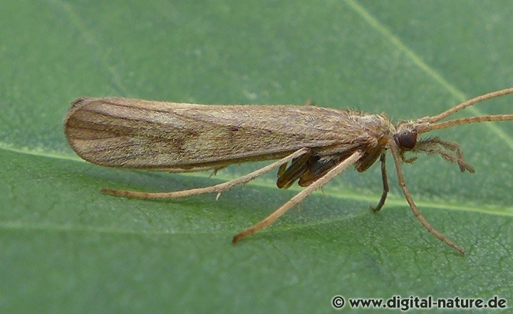 Köcherfliege Molanna angustata