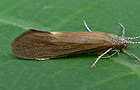 Ceraclea dissimilis