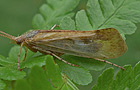 Limnephilus flavicornis