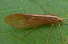 Stenophylax permistus