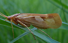 Limnephilus rhombicus