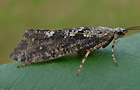 Agrypnia varia