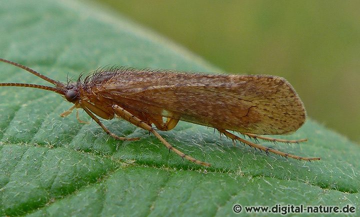 Köcherfliege Limnephilus cf. extricatus