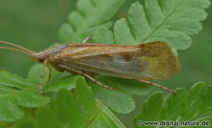 Gemeine Köcherfliege Limnephilus flavicornis