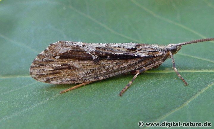 Große Köcherfliege Phryganea grandis