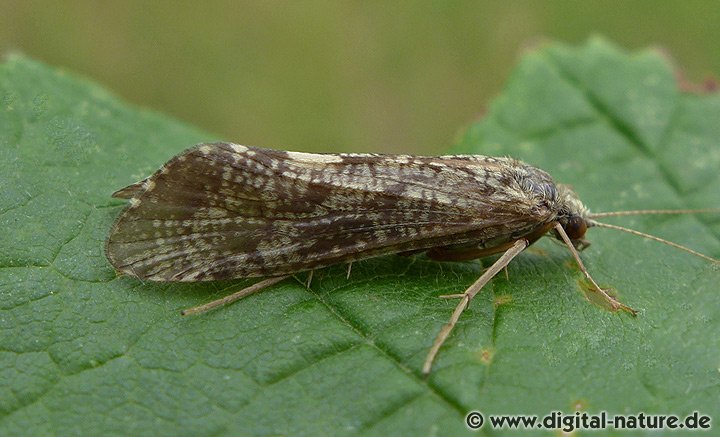 Köcherfliegen Gattung Hydropsyche