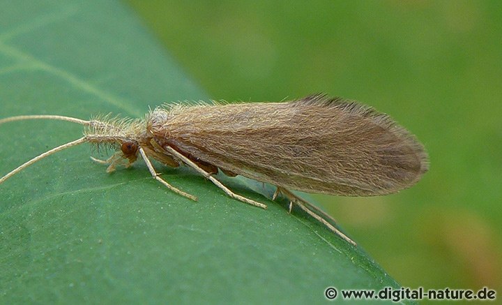 Köcherfliege Lepidostoma basale