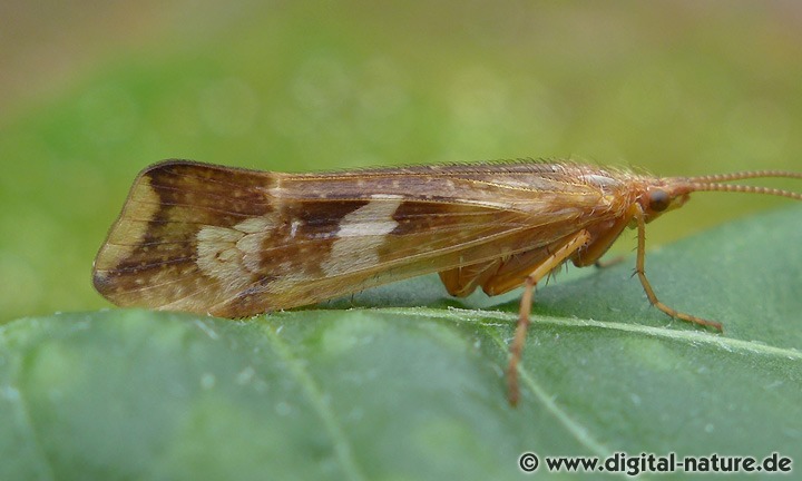 Köcherfliege Limnephilus lunatus