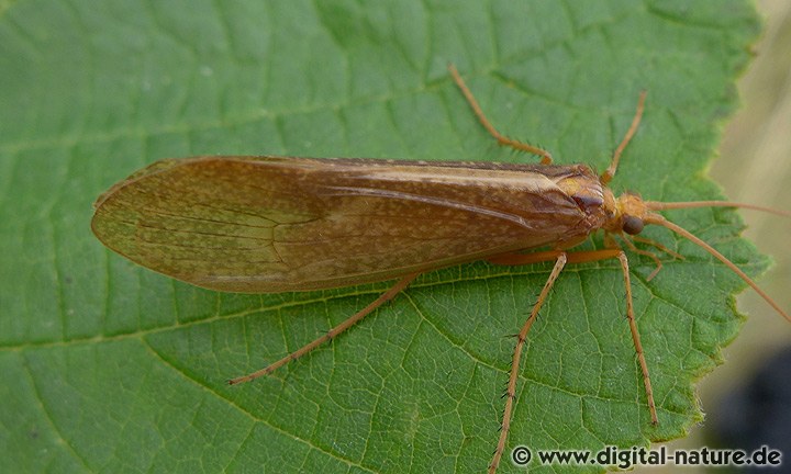 Köcherfliege Stenophylax permistus