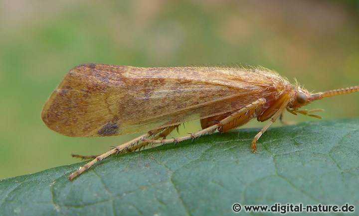 Köcherfliege Limnephilus stigma