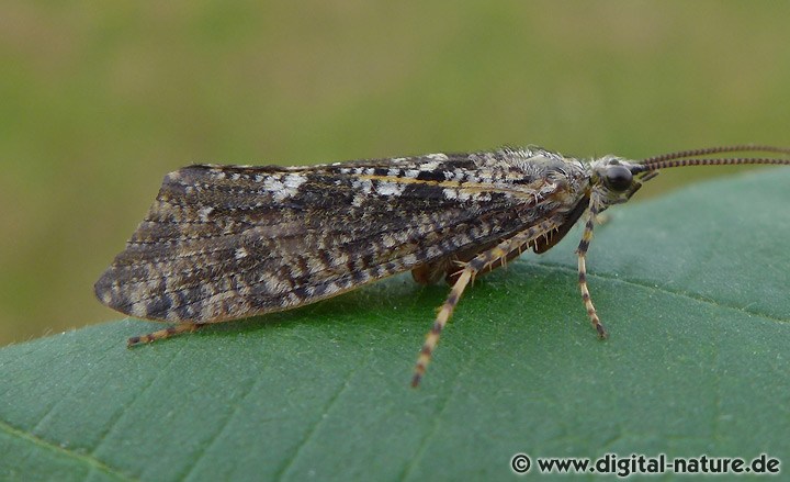 Köcherfliege Agrypnia varia