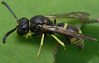 Ancistrocerus