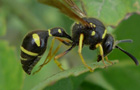Eumenes