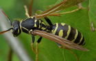 Gallische Feldwespe