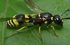 Symmorphus gracilis