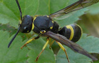 Faltenwespen