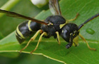 Gemeine Schornsteinwespe