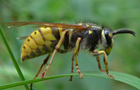 Gemeine Wespe
