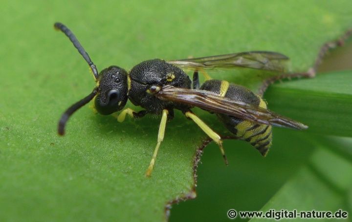 Lehmwespen Gattung Ancistrocerus