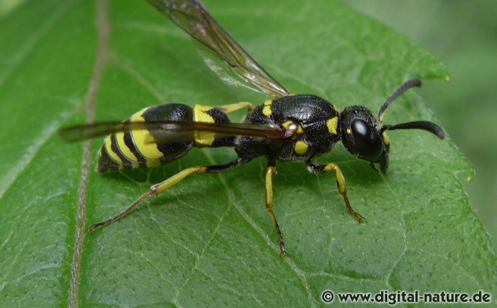 Solitär lebende Faltenwespe Symmorphus gracilis