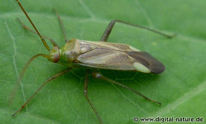 Adelphocoris lineolatus Lebensweise