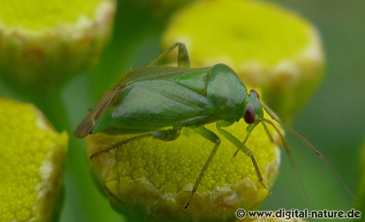 Apolygus spinolae findet man in feuchten und offenen Lebensräumen